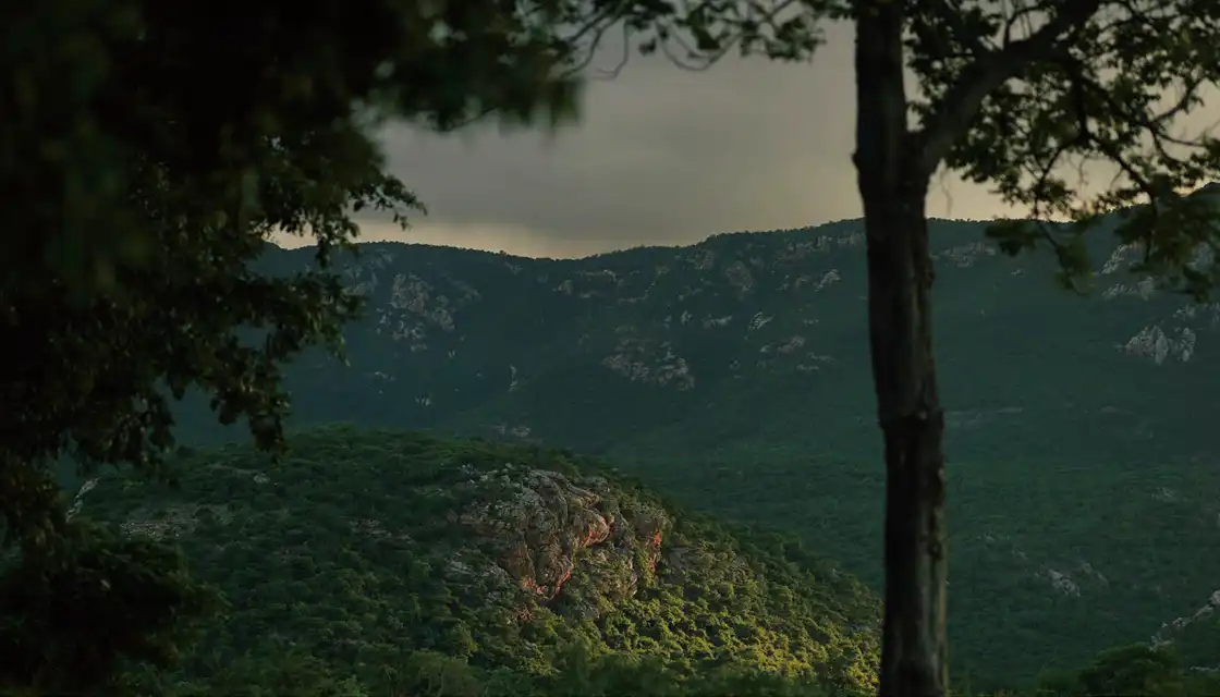 アーユルヴェーダ日程